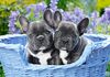 пазли castorland 1000 елементів french bulldog pupples 104246 Ціна (цена) 228.00грн. | придбати  купити (купить) пазли castorland 1000 елементів french bulldog pupples 104246 доставка по Украине, купить книгу, детские игрушки, компакт диски 1