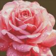 Алмазна мозаїка б/підрамн 40х40 АМС7854 Досконала троянда "Ідейка" купити