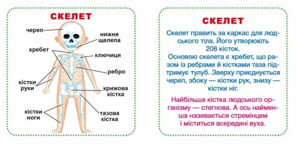 розумні картки моє тіло 30 карток Ціна (цена) 106.70грн. | придбати  купити (купить) розумні картки моє тіло 30 карток доставка по Украине, купить книгу, детские игрушки, компакт диски 1